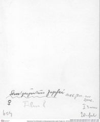 Historisches Foto (Rückseite) von Mesoparapylocheles zapfei (Fraaije et al., 2019) (NHMW-AFW-GEO-BACHMAYER-FOTO-1990-0041-0604)
